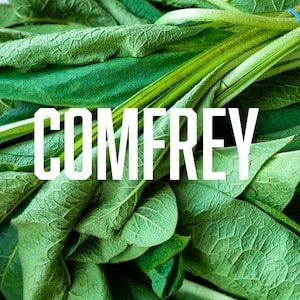 Bocking 14 Comfrey Root Pieces or Crowns | Freshly Harvested Farm Plants