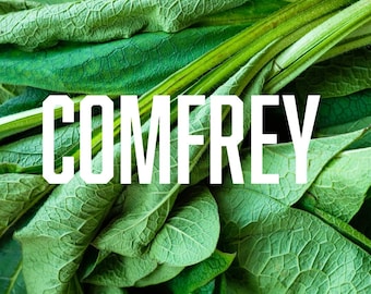 Comfrey Root Bocking 14 | 10 cuttings + 2 Bonus Crowns!