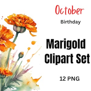October Birth Flower Marigold Clipart | Orange Yellow Marigold Watercolor PNG | Fall Floral Digital Download for Cards & Crafts