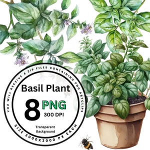 Watercolor Basil Plant Clipart Set | 8 Botanical Herb PNGs | Instant Download for Digital Journals, Botanical Art, and Printables