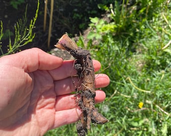 Comfrey bare root plant, companion plant