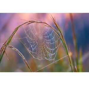 Macro Spider Web with Dew – Morning Dewdrops on Grass Blades, Nature Photography Digital Download – Delicate Web Art Print