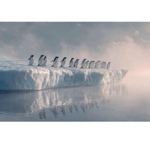 Penguins on Iceberg | Marching Penguins Reflection Photography Digital Download