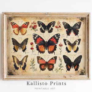 Impresión de ejemplar de mariposa antigua / Ilustración botánica antigua de insectos / Arte mural de historia natural / Regalo para amantes de las mariposas / 446