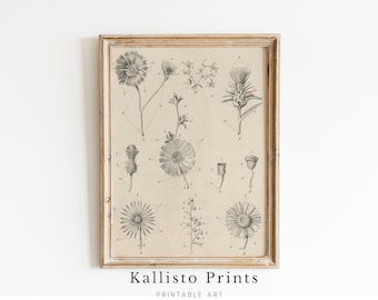 Vintage Botanical Print | Antyczna ilustracja kwiatowa (do pobrania cyfrowego)