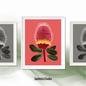 Australische Banksia Kunstdruck: Rote Blume (Digitaler Download)