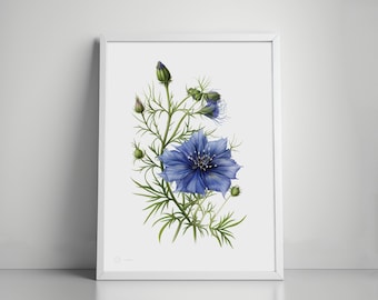 ニゲラの花のオリジナル水彩画：植物イラスト - Etsy 日本
