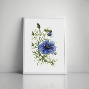 Nigella | Blume | Kraut | Blumen | Aquarell | druckbares Poster | Wanddeko | Islamische Wandkunst | druckbar | digitaler Download