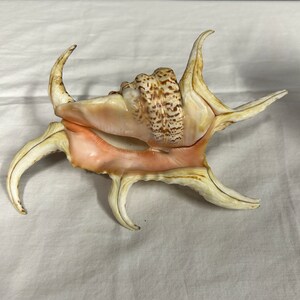 May include: A large, ornate seashell with multiple pointed projections. The shell features a mix of colors, including cream, tan, and a hint of pink. The surface has a textured appearance, with a detailed pattern on the central portion.