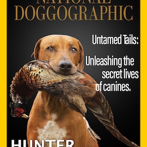 May include: A brown and white dog with a pheasant in its mouth. The dog is looking at the camera. The image is from National Doggraphic magazine. The text on the magazine cover reads "Untamed Tails: Unleashing the secret lives of canines." and "HUNTER".