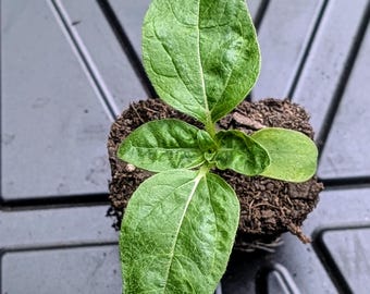 Dwarf Sunflower 'Music Box' Live Plant