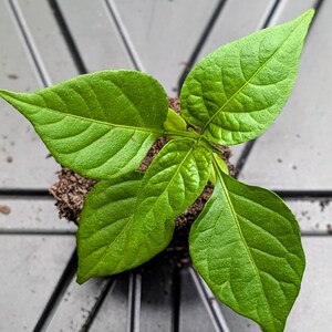 May include: A young pepper plant with vibrant green leaves, emerging from a small mound of soil. The plant is set against a dark gray, textured surface, likely a planting tray. The leaves are broad and display prominent veining.