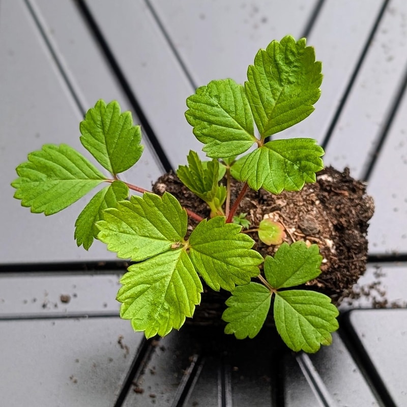 Alpine Plants for Sale - Etsy