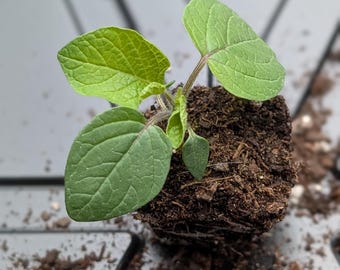 Pineapple Ground Cherry starter plant