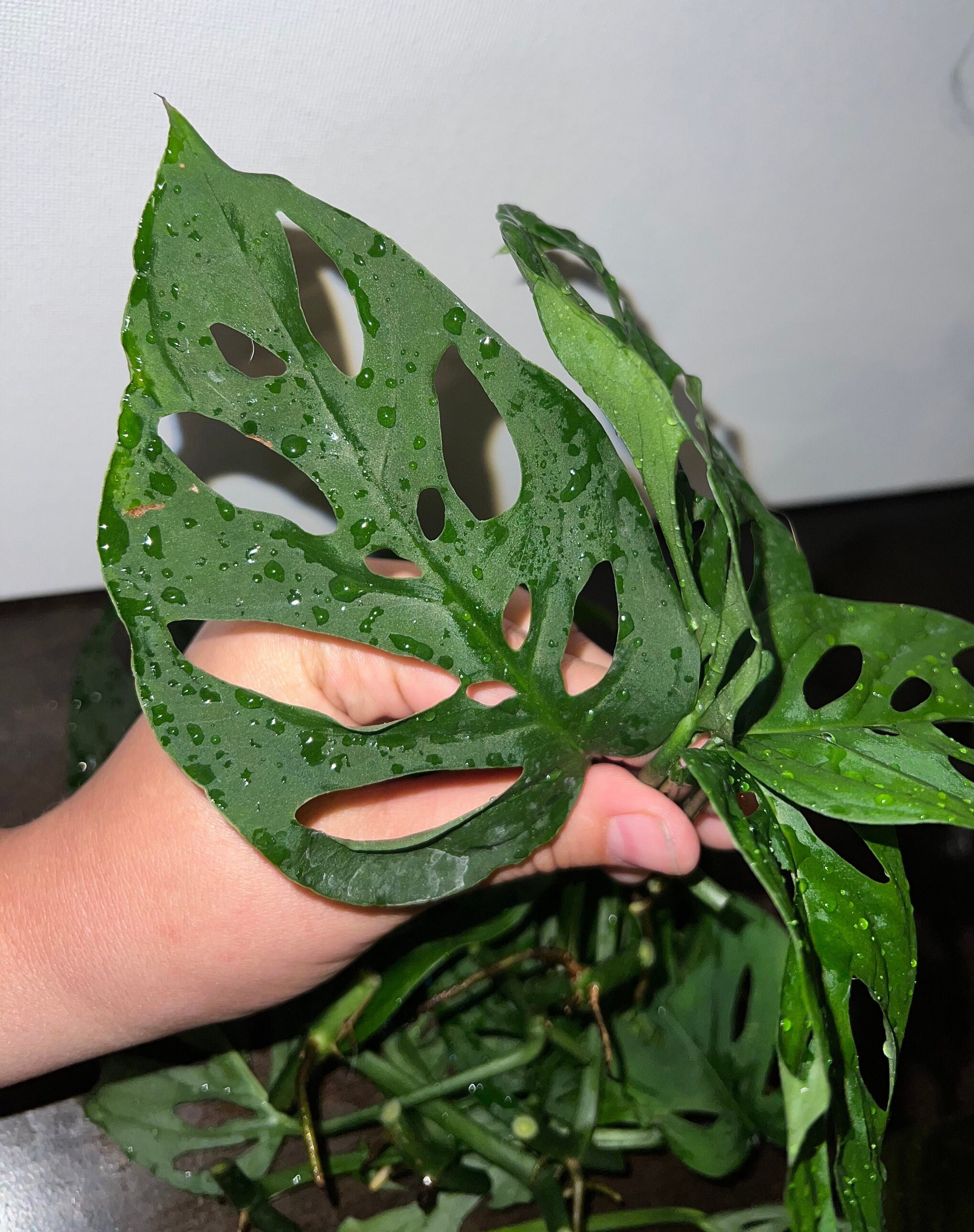Swiss Cheese Monstera Cuttings Plant Cuttings Etsy