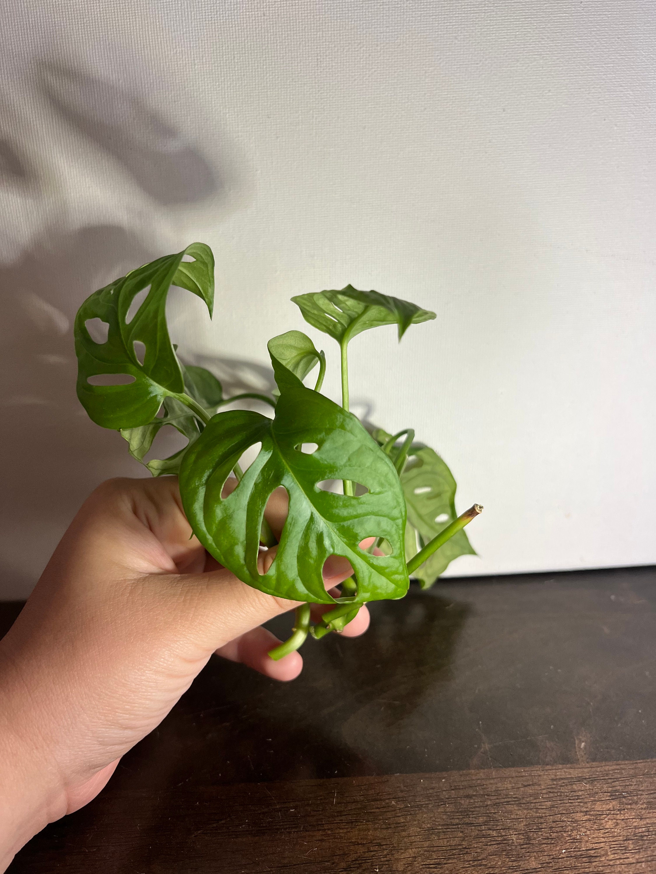 Swiss Cheese Monstera Cuttings Plant Cuttings Etsy