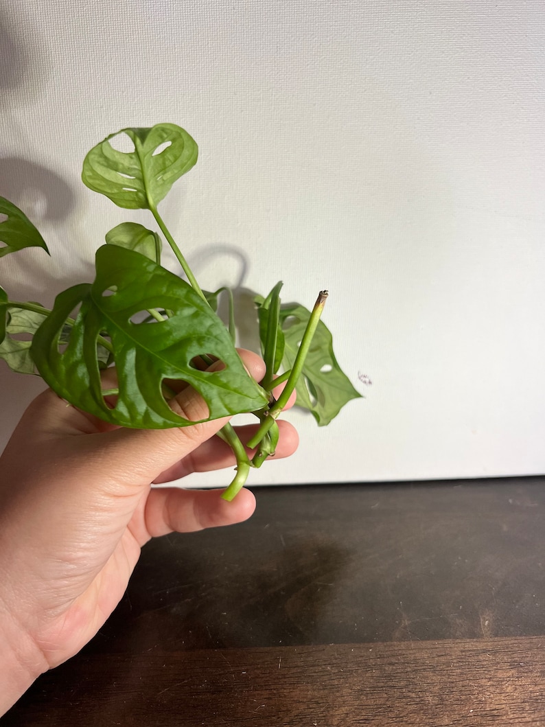 Swiss Cheese Monstera Cuttings Plant Cuttings Etsy