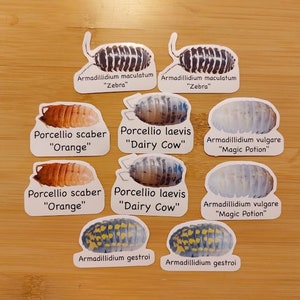 Homemade Customized Isopod/Invertebrate Bin/Enclosure Label Stickers.