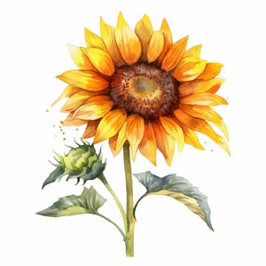 Girasoli Clipart, 20 PNG di alta qualità, mestiere di carta, tecnica mista, creazione di carte, download digitale, acquerello