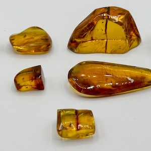 Chiapas Amber with Insect Inclusions: Polished Mexican Amber