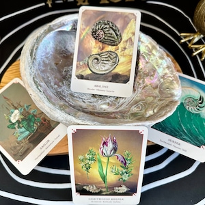 The Seashell Oracle Deck, Divination Tool, Wisdom of the Sea Oracle