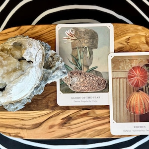 The Seashell Oracle -- Oracle Deck -- Divination Tool -- Seashells -- Wisdom of the Sea