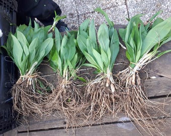 Bärlauch Zwiebeln Knoblauch Allium ursinum Knollen Waldknoblauch