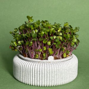 Może przedstawiać: Mała, biała, żebrowana doniczka wypełniona mikrozielenią. Mikrozieleni mają małe, zielone liście i fioletowe łodygi. Doniczka jest okrągła i stoi na zielonym tle.