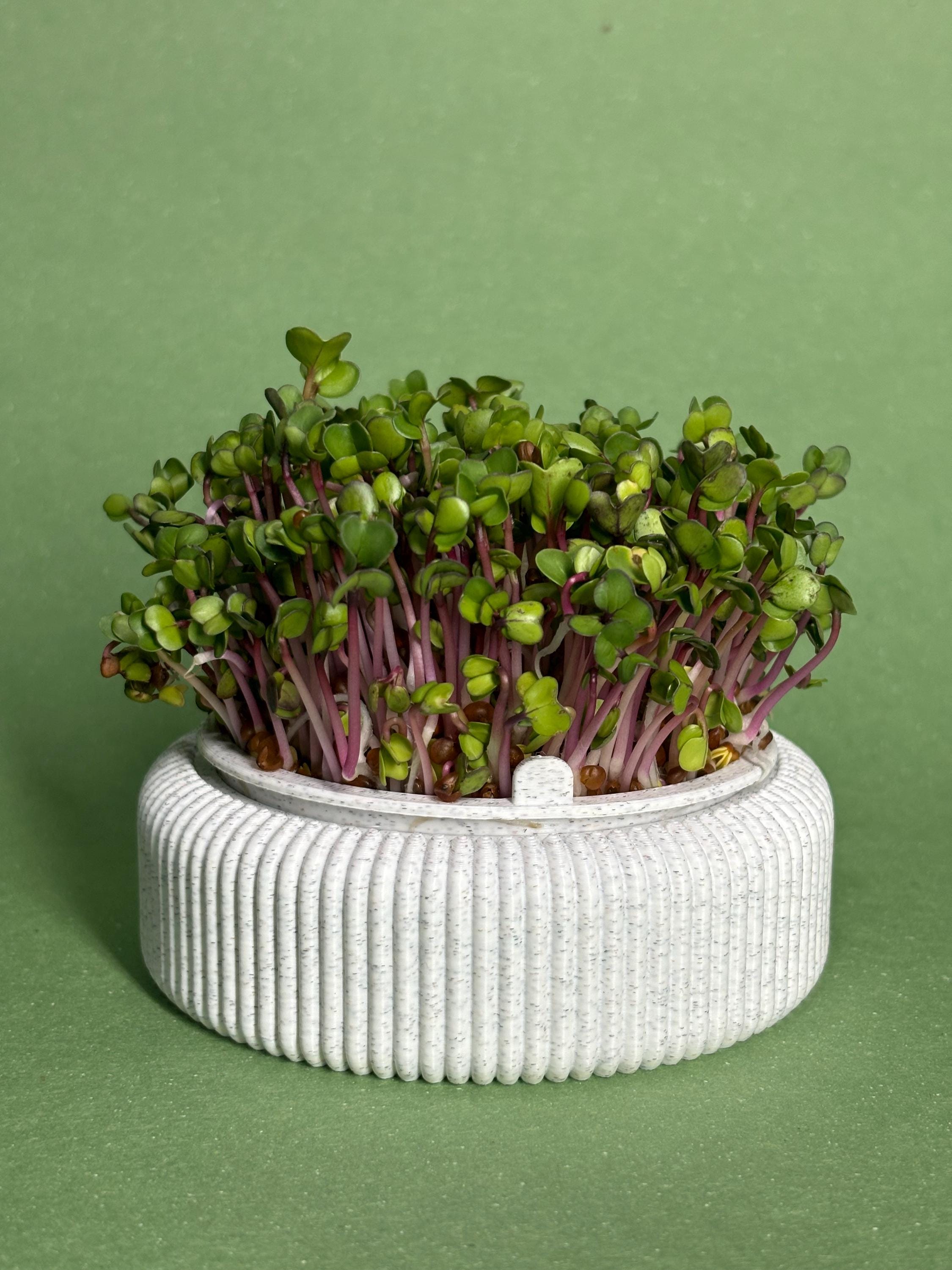 Self-Watering Microgreens Growing Kit – Minimalist Indoor Sprouter