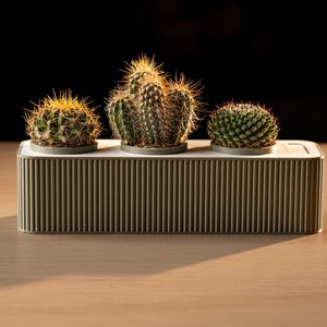 May include: Three small cacti in a rectangular, ribbed planter. The cacti are various shades of green with yellow spines. The planter is a light olive green color and sits on a wooden surface.