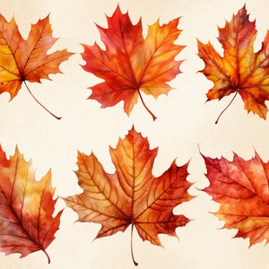 May include: Six watercolour illustrations of autumn maple leaves in shades of red, orange, and yellow. The leaves are arranged in a random pattern on a cream background.