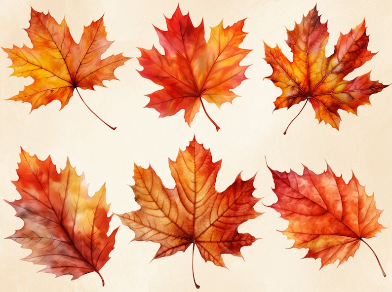 May include: Six watercolour illustrations of autumn maple leaves in shades of red, orange, and yellow. The leaves are arranged in a random pattern on a cream background.