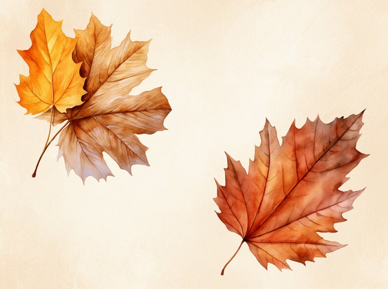 May include: Two watercolour painted maple leaves, one is a light orange and the other is a dark brown.