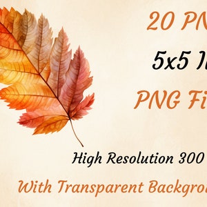 May include: 20 high-resolution PNG files of a single autumn leaf in various shades of orange, red, and brown. Each file is 5 inches by 5 inches with a transparent background.