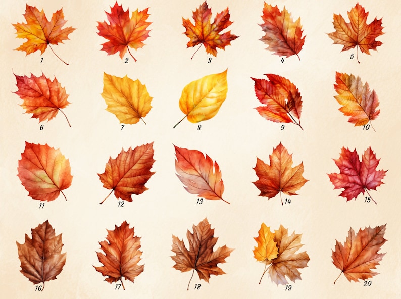 May include: Twenty watercolour illustrations of autumn leaves in various shades of red, orange, yellow, and brown. The leaves are arranged in a grid pattern on a beige background.