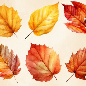 May include: A set of seven watercolour illustrations of autumn leaves in shades of yellow, orange, and red. The leaves are arranged in a random pattern on a cream background.