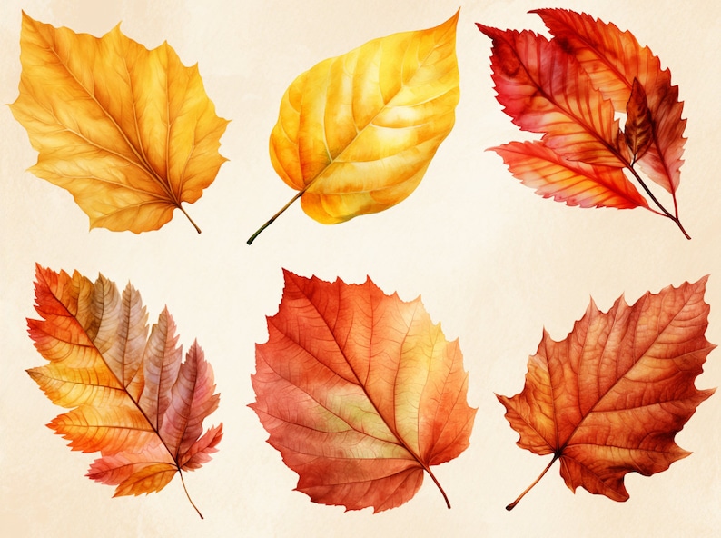 May include: A set of seven watercolour illustrations of autumn leaves in shades of yellow, orange, and red. The leaves are arranged in a random pattern on a cream background.