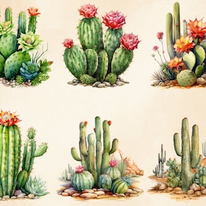 K&ouml;nnte beinhalten: Aquarellillustrationen verschiedener Kakteen und Sukkulenten. Die Bilder zeigen eine Vielzahl von gr&uuml;nen Kakteen mit roten, orangen und rosa Bl&uuml;ten. Einige Kakteen sind mit kleinen Steinen und Sukkulenten gruppiert.