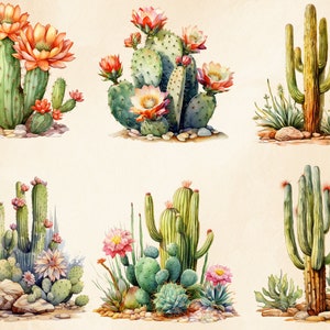K&ouml;nnte beinhalten: Aquarellillustrationen verschiedener Kakteen, die unterschiedliche Formen und Gr&ouml;&szlig;en zeigen. Die Kakteen weisen lebendige Gr&uuml;nt&ouml;ne auf, die mit orangefarbenen, rosa und wei&szlig;en Bl&uuml;ten geschm&uuml;ckt sind. Einige Kakteen sind hoch und schlank, andere sind mit abgerundeten Polstern gruppiert.