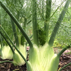 May include: Close-up of three large, pale green fennel bulbs growing in a garden. The bulbs are surrounded by green stalks and leaves.