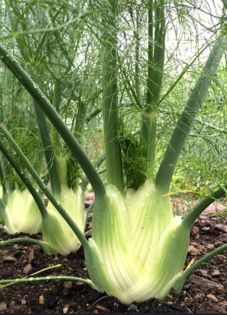 May include: Close-up of three large, pale green fennel bulbs growing in a garden. The bulbs are surrounded by green stalks and leaves.