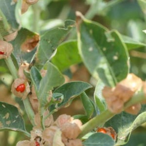 May include: Close-up of a green plant with small, brown, seed pods and red berries. The plant has many leaves and is growing in a natural setting.