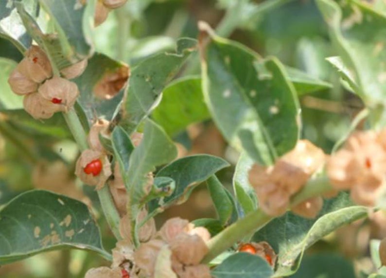 May include: Close-up of a green plant with small, brown, seed pods and red berries. The plant has many leaves and is growing in a natural setting.