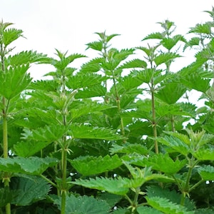 May include: A close-up of a patch of green stinging nettle plants with serrated leaves.