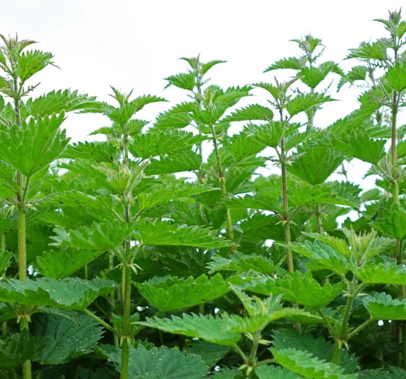 May include: A close-up of a patch of green stinging nettle plants with serrated leaves.