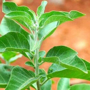 Op de afbeelding: Een close-up van een groene, bladerige plant met een lichtbruine stengel. De plant heeft een zachte, fluweelachtige textuur en groeit in een natuurlijke omgeving.