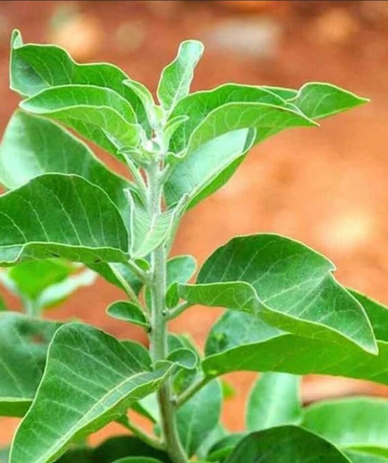 Op de afbeelding: Een close-up van een groene, bladerige plant met een lichtbruine stengel. De plant heeft een zachte, fluweelachtige textuur en groeit in een natuurlijke omgeving.