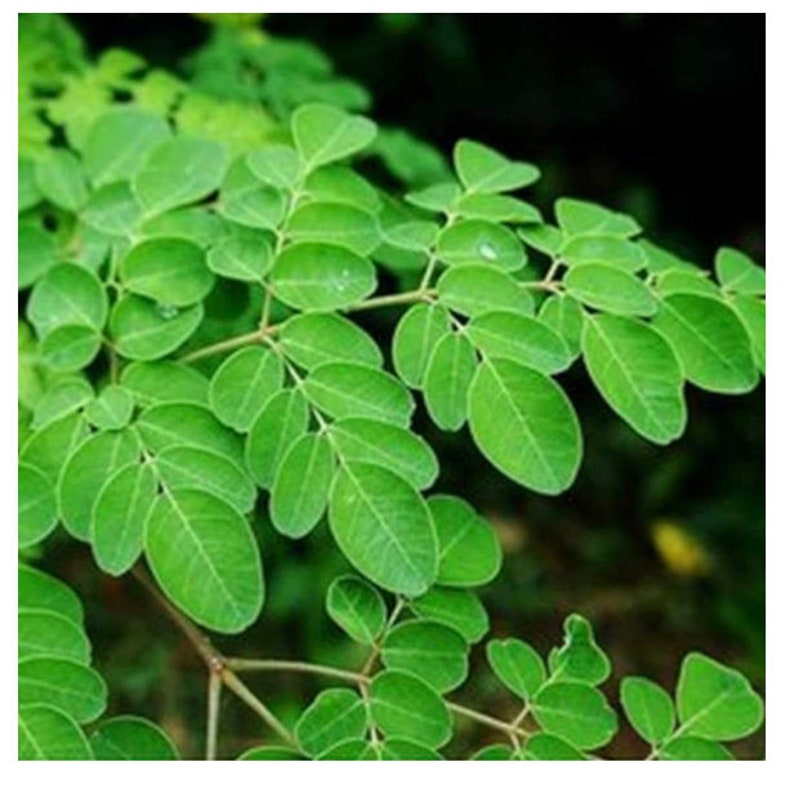 May include: Close-up of a branch of moringa leaves. The leaves are a vibrant green and have a delicate, feathery texture.