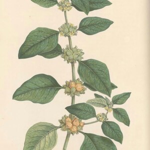Biologische ashwagandha-capsules: veganistisch kruidensupplement afbeelding 9