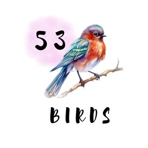 Pacote de clipart de pássaros em aquarela, clipart de pássaros de primavera, clipart de pássaros em galhos, PNG digital, pássaros fofos, download instantâneo, uso comercial